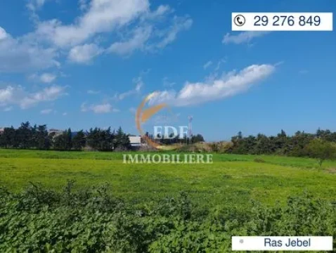 Image principale de l'annonce lotissement de 9 lots à Beni Atta, Ras Jebel 