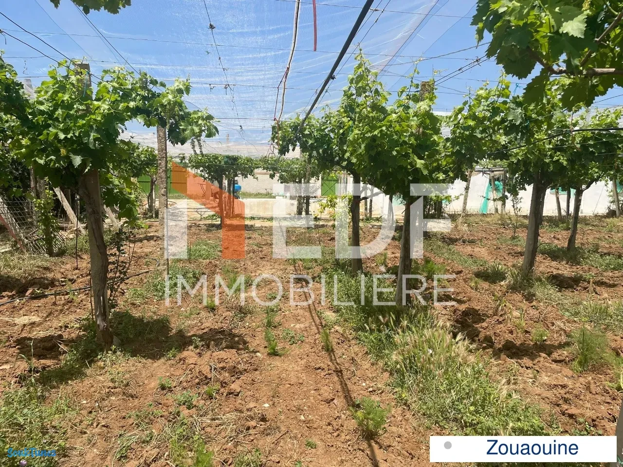 Image 19 de l'annonce Charmante Ferme à Zouaouine