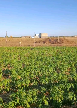 Image principale de l'annonce Opportunité: Un terrain agricole de 5000m² 