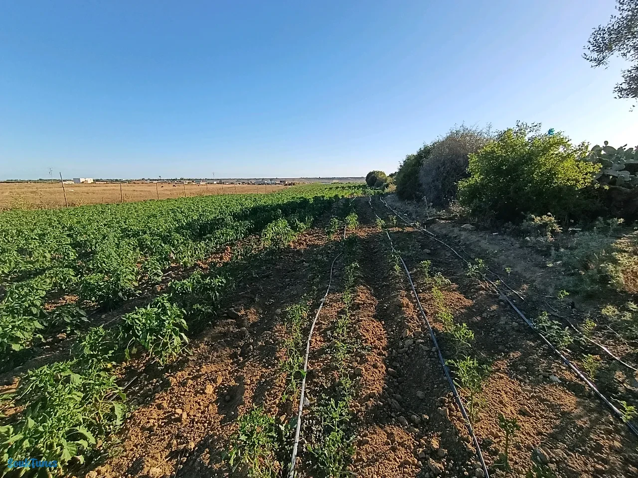 Image 7 de l'annonce Opportunité: Un terrain agricole de 5000m² 