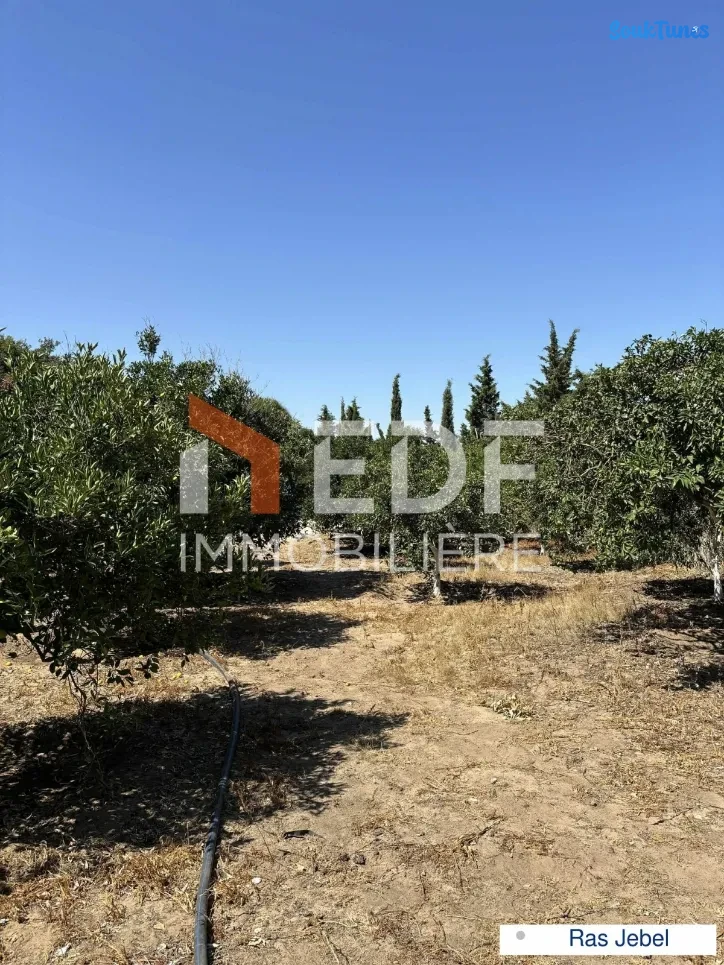 Image 5 de l'annonce A Vendre Senia +Studio à Ras Jebel, Bizerte