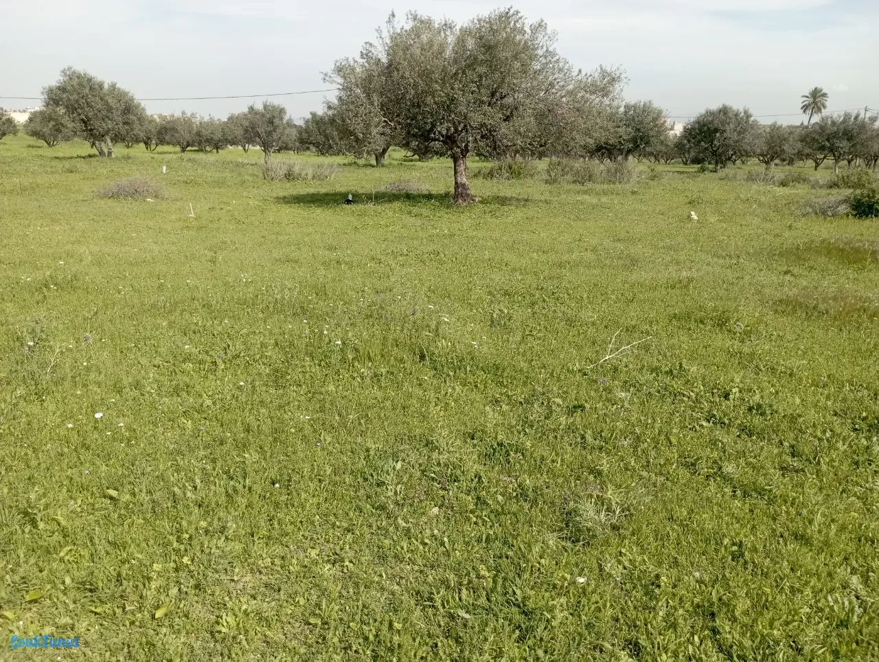 Image 4 de l'annonce A vendre terrain 150 MT